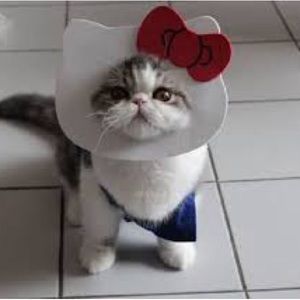 Meet your Posher, Sofia